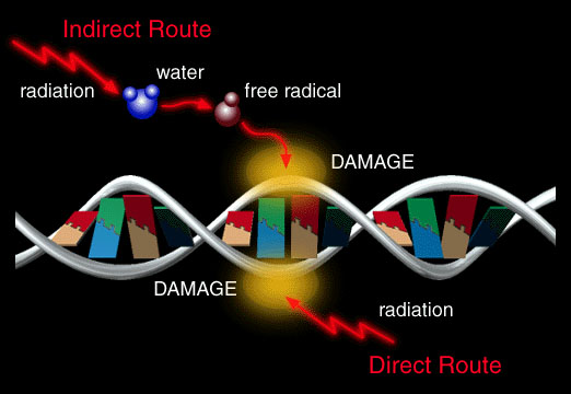 Radiofrequency-Microwave Radiation Biological Effects