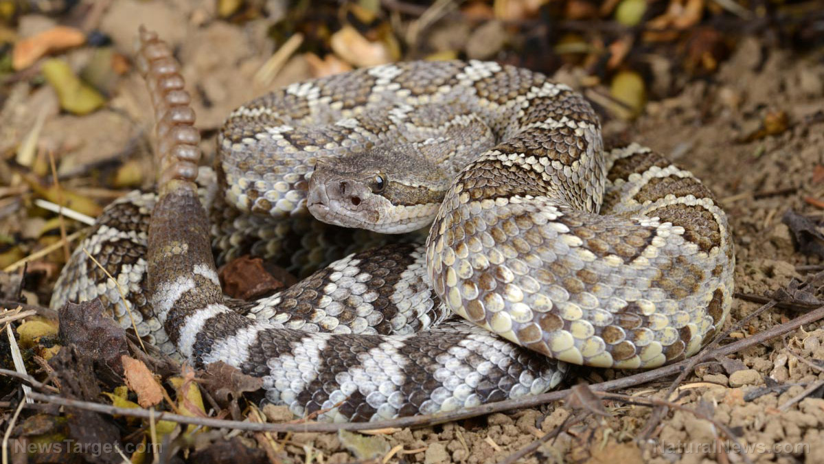 The FDA has approved SIX prescription drugs that are made from snake venom
