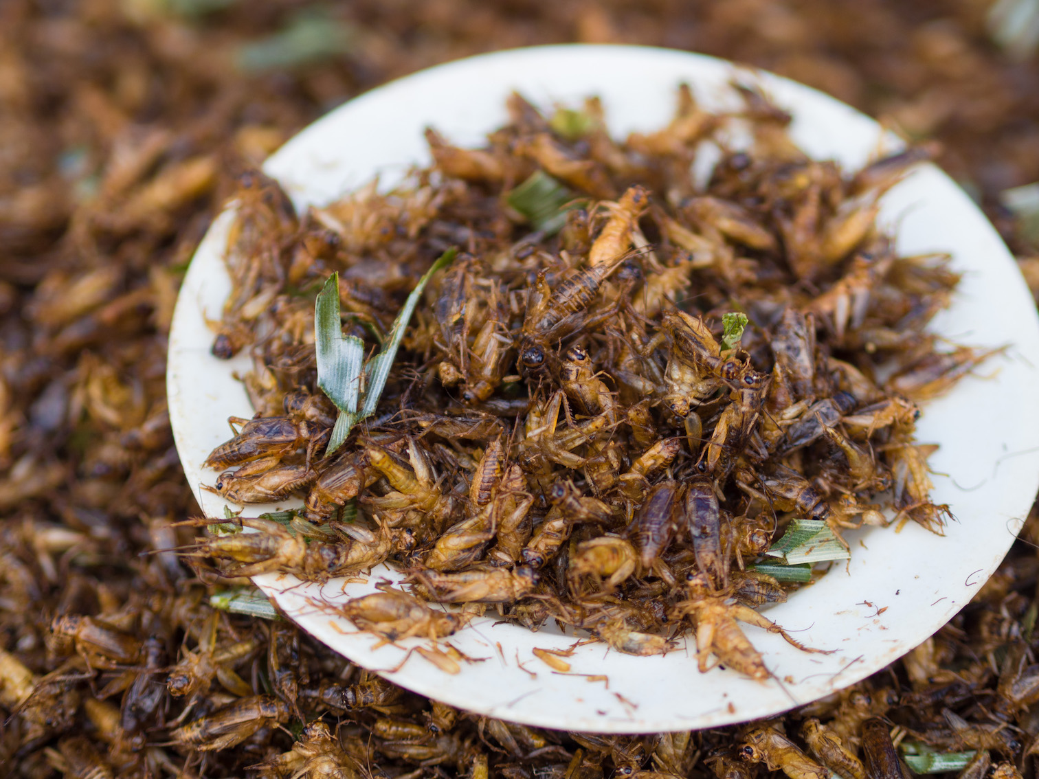 What’s that smell? Big Food corporations are quietly adding crickets and other insects into meal bars, cookies and snacks