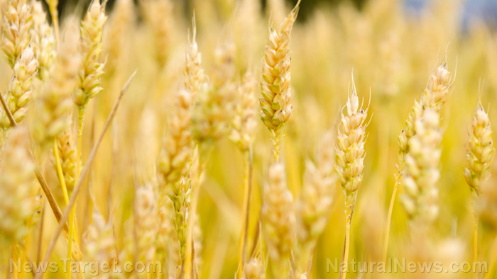 Fertilizer crisis poised to slash global grain production by 40%, warns UN