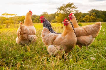 Iowa Orders 1.1 Million Chickens Be Killed After A Case Of Avian Flu Was Found