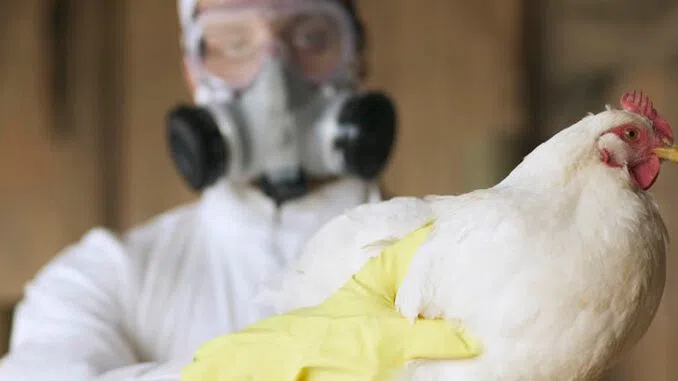 WHO Warns ‘Billions Will Die’ in Upcoming Bird Flu Pandemic