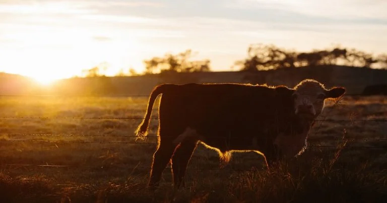 No Farmers, No Food. The Ultimate Agenda: No Land Ownership for the People