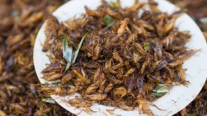 US Taxpayers’ Money Used To Fund Research Into Trash-Fed Crickets for Human Consumption