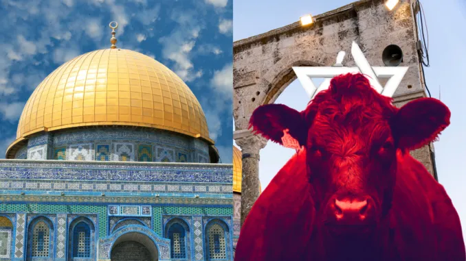 Israel Building Altar For Red Heifer Sacrifice To Fulfill Biblical End Times Prophecy