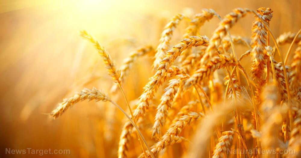 U.S. approves more FRAKENFOOD: Controversial genetically modified wheat grown using dangerous neurotoxin