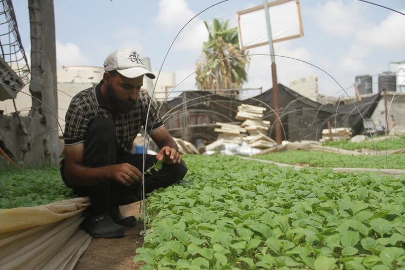 Planting seeds of sovereignty in Gaza