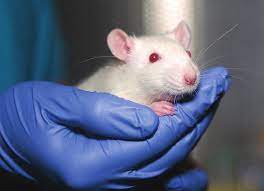 Study: 5G Radiation Changes Brain Tissue In Lab Rats